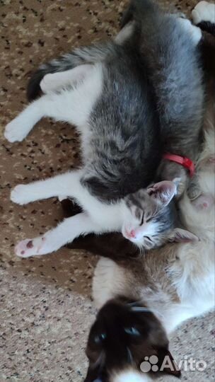 Котята в добрые руки