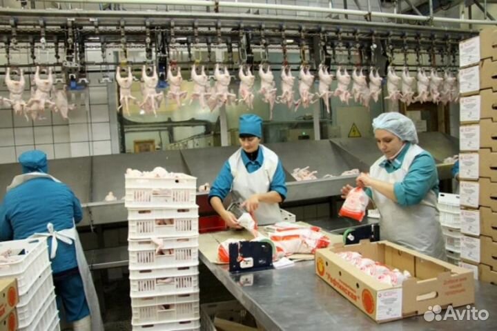 Вахта на птицефабрике: прогрессивная зарплата