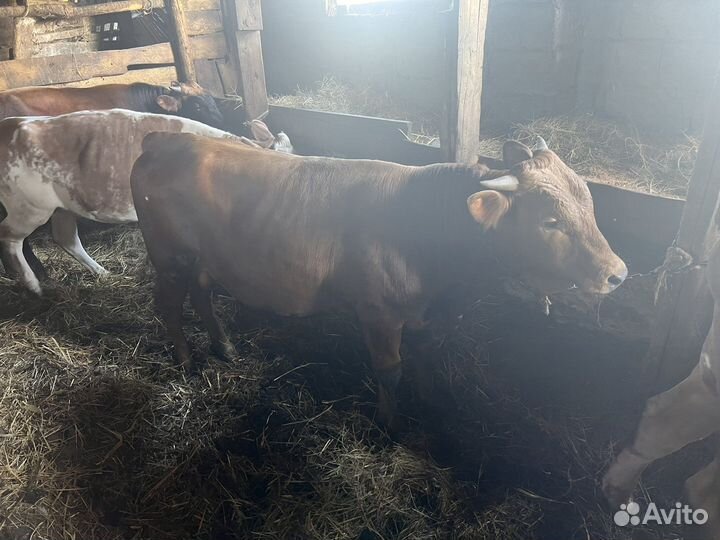 Телочки и бычки