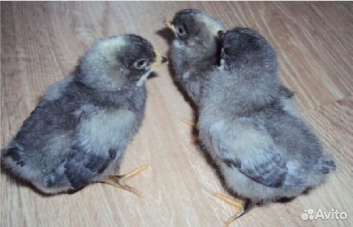 Цыплята Доминант суточные и подрощенные