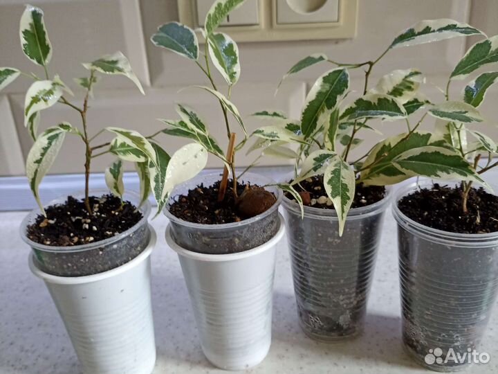 Фикус бенджамина Де Гантель