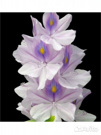 Yodeyma Парфюмерная вода женская yodeyma temis