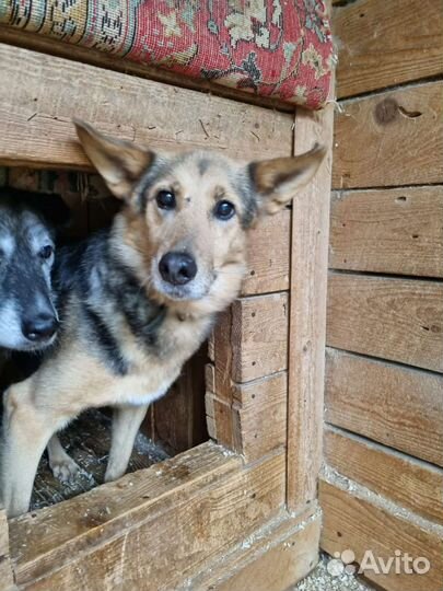 Собака в добрые руки отдам бесплатно