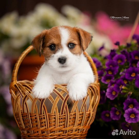 Щенки джек рассел терьер