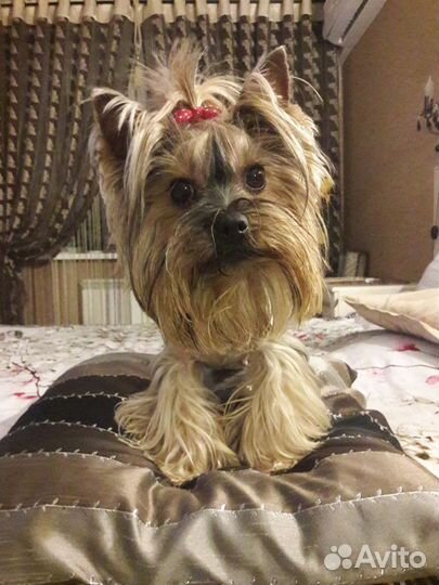 Шикарные шторы на люверсах