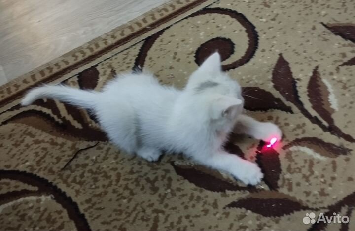 Кошка в дар