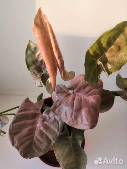 Сингониумы сортовые