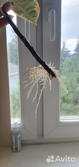 Фикус каучуконосный