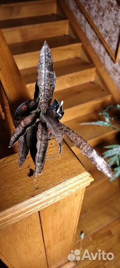 Сансевиерия куппер тон