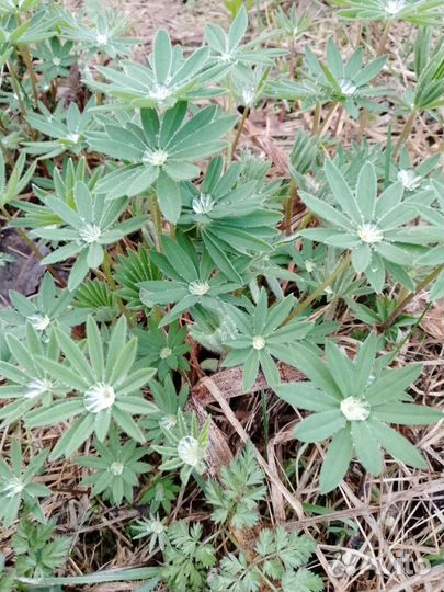 Цветы, рассада, семена