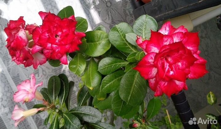 Черенки Адениума и прививки