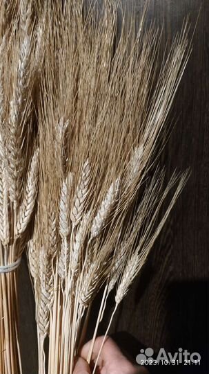 Пшеница безостая, пшеница с длинными остьями