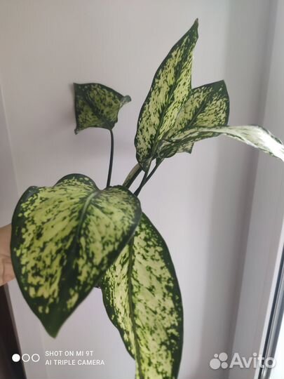 Аглаонема first diamond