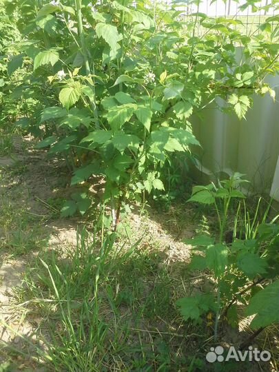 Саженцы малины