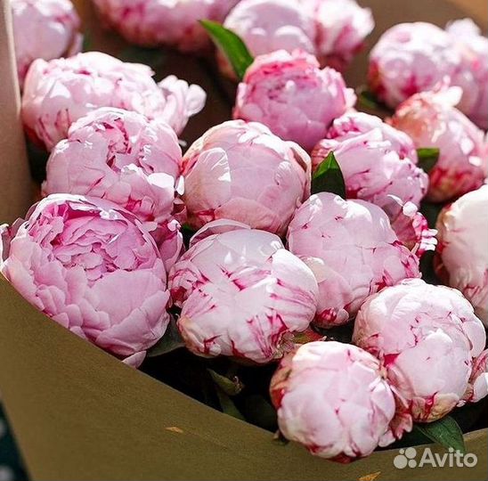 Пионы Цветы Доставка