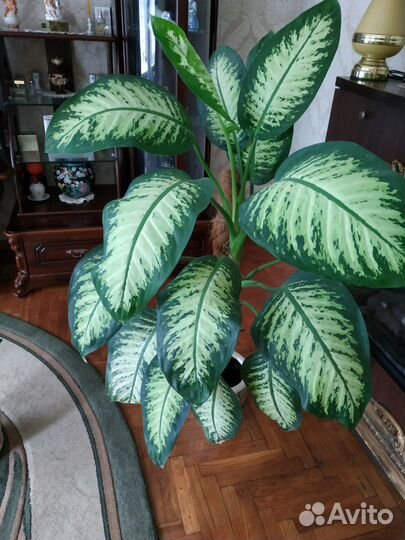 Продам свои красивые цветы