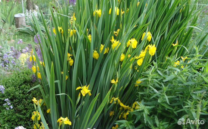 Ирис злаковидный, райграс, ирис болотный, гвоздика