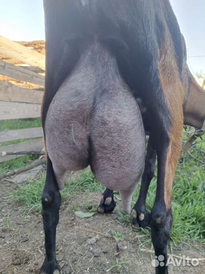 Нубийская коза