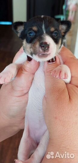 Американский той фокстерьер