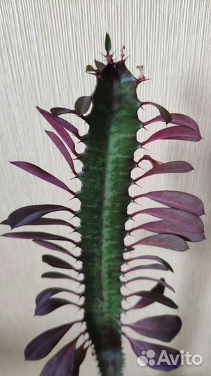 Молочай треугольный