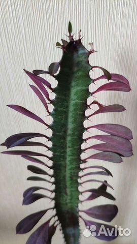 Молочай треугольный