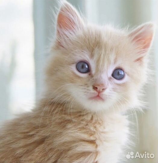 Котенок девочка 2 месяца