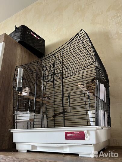 Зебровые амадины с клеткой