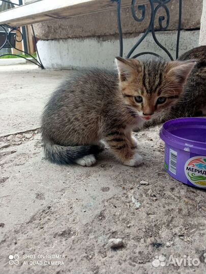 Кошка в дар бесплатно