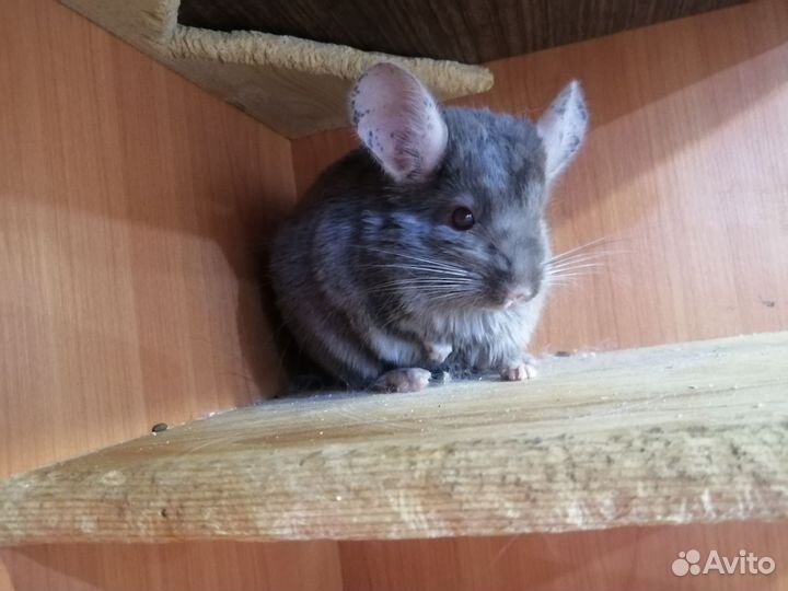 Самцы носители ангоры, сапфира, фиолета