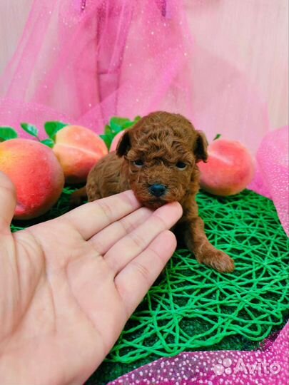 Тойпудельки редбраун