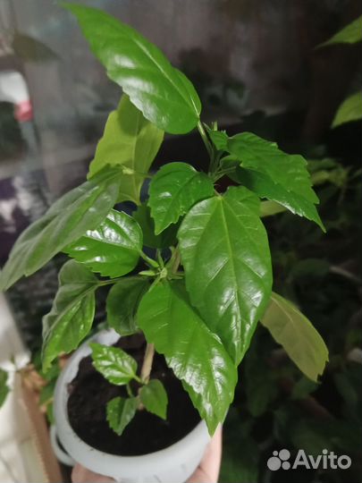 Гибискус красный махровый