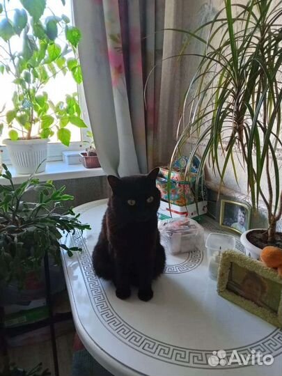 Кошка в добрые руки