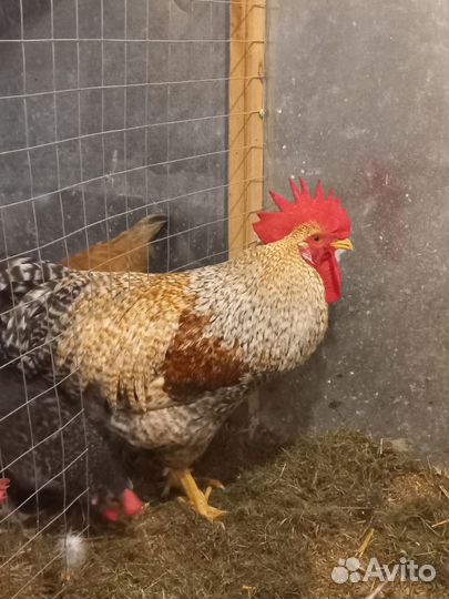 Петушки Билефельдер 5 мес. Только