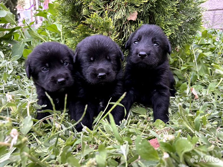 Щенки лабрадора