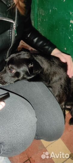 Пес в добрые руки