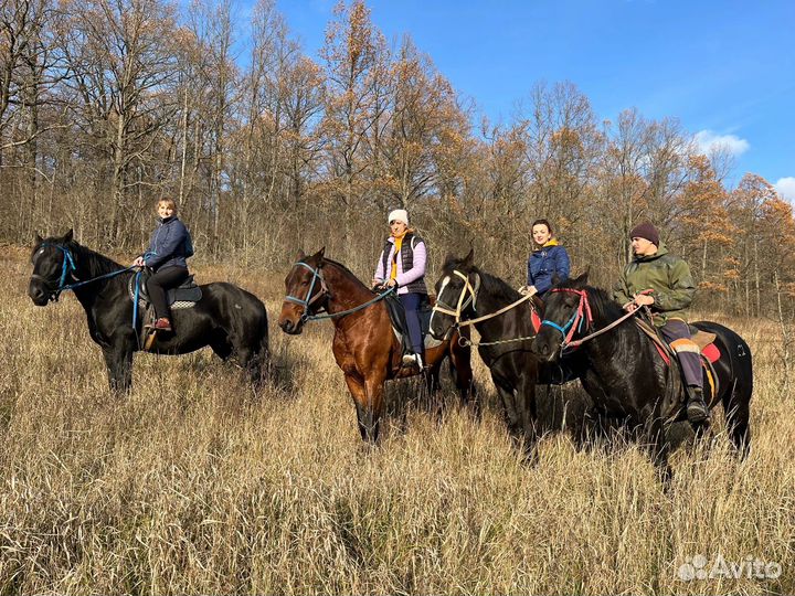 Конные прогулки по природе