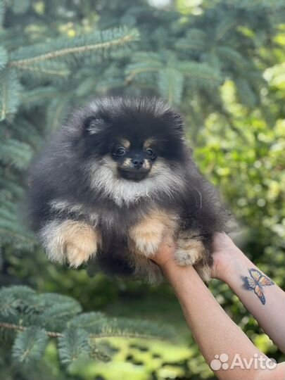 Мальчик шпиц