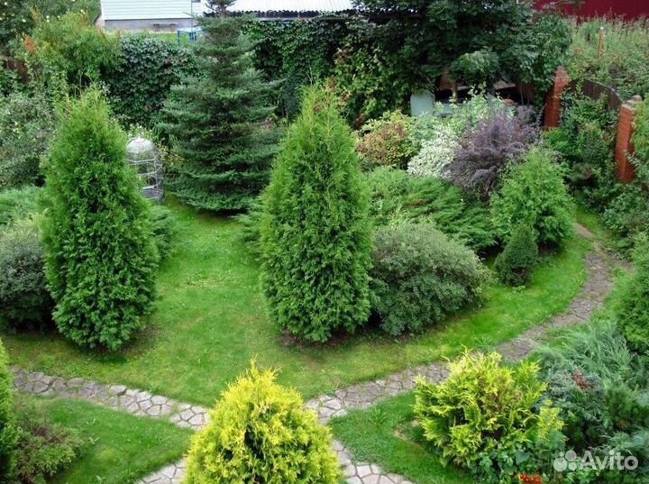 Туя зеленая