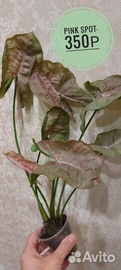 Сингониум Pink spot