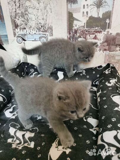 Шотландские котята