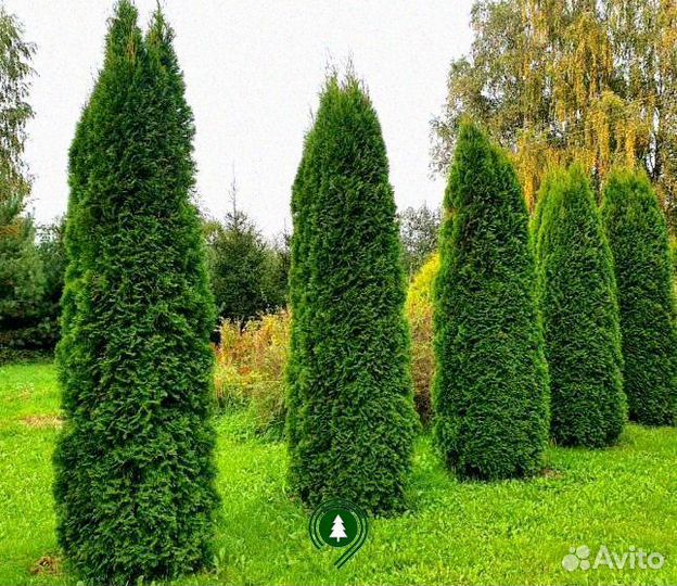 Туя Колумна взрослая с доставкой