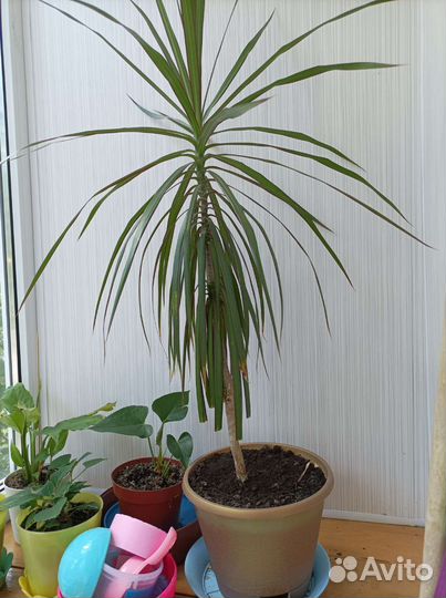Пальма драцена