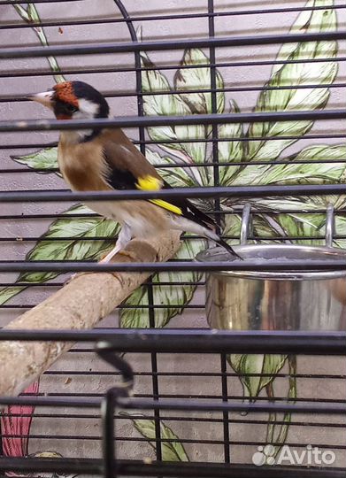 Птица щегол