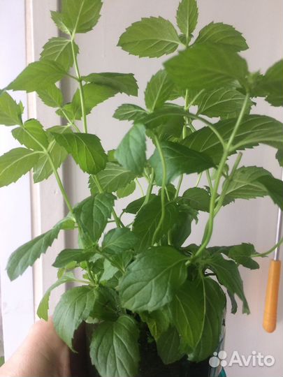 Мята душистая