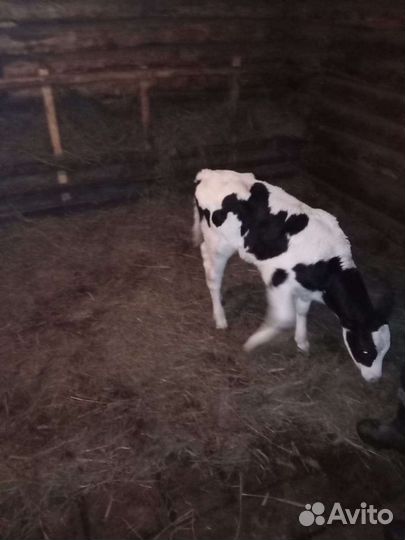 Молодняк крс на доращивание