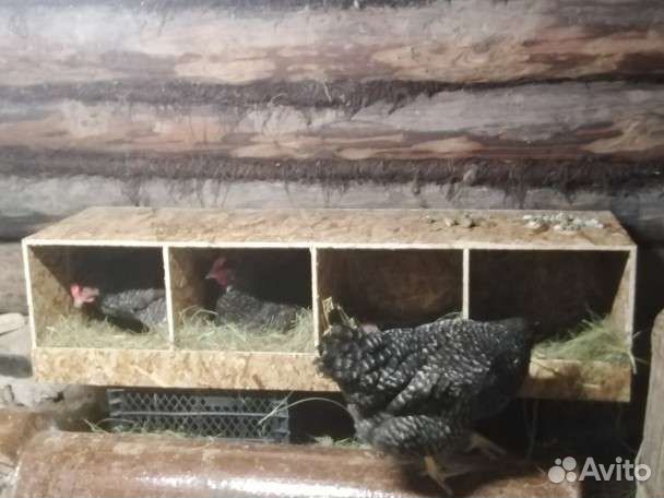 Гнездо для кур