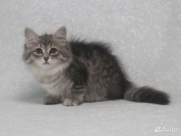 Королева Коллет сибирская красавица