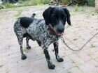 Курцхаар/Спаниель собачка 2 года с щенками объявление продам