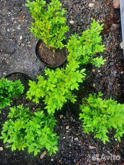 Саженцы самшита