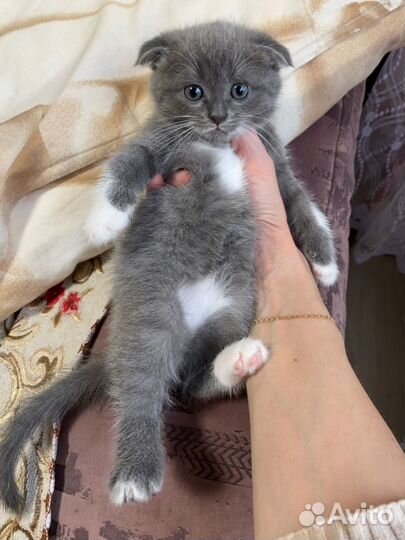 Шотландские вислоухие котята